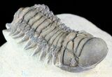 Crotalocephalina Trilobite - Foum Zguid, Morocco #49482-1